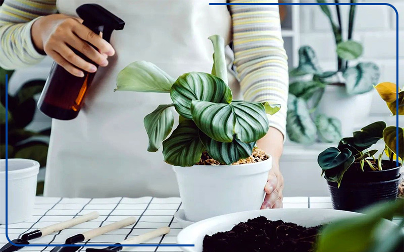 چرا اسپری انژکتوری برای گیاهان آپارتمانی بهتر است؟